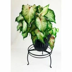 Vigoro 8 in. Black Metal Indoor Plant Stand 10 Vigoro 8 in. Black Metal Indoor Plant Stand -KANTE Sales black vigoro plant stands 51470 4f 1000