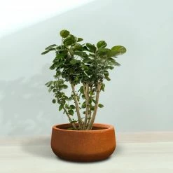KANTE 16 in. Dia. Round Iron Oxide Concrete Bowl Planter, Outdoor Indoor Large Planter Pot with Drainage Hole -KANTE Sales iron oxide kante plant pots rc0051b c80621 76 1000