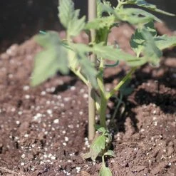 Vigoro 5 ft. Natural Bamboo Stake -KANTE Sales natural bamboo beige vigoro tomato cages bb5vg 44 1000