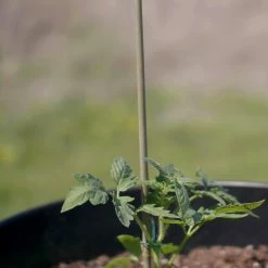 Vigoro 5 ft. Natural Bamboo Stake -KANTE Sales natural bamboo beige vigoro tomato cages bb5vg 76 1000