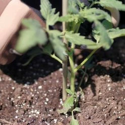 Vigoro 5 ft. Natural Bamboo Stake -KANTE Sales natural bamboo beige vigoro tomato cages bb5vg fa 1000