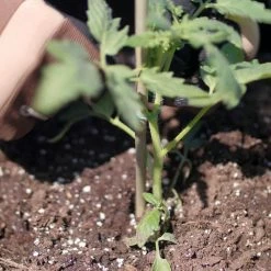 Vigoro Bamboo 6 ft. Natural Stake -KANTE Sales natural bamboo beige vigoro tomato cages bb6vg 44 1000