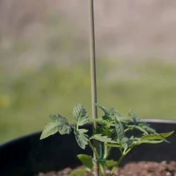 Vigoro Bamboo 6 ft. Natural Stake -KANTE Sales natural bamboo beige vigoro tomato cages bb6vg fa 1000