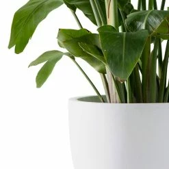 KANTE 13.39 in. x 12.6 in. Round Pure White Lightweight Concrete and Fiberglass Indoor Outdoor Planter with Drainage Hole 12 KANTE 13.39 in. x 12.6 in. Round Pure White Lightweight Concrete and Fiberglass Indoor Outdoor Planter with Drainage Hole -KANTE Sales pure white kante plant pots rc0152b c80011 1f 1000