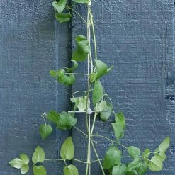 Vigoro 8 ft. Stainless Steel Wire Rope Plant Trellis -KANTE Sales stainless steel vigoro tomato cages 822222 4f 1000