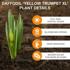 Vigoro 15/17 cm Premium XL Yellow Trumpet Daffodil Bulbs (Bag of 100) -KANTE Sales vigoro flower bulbs ecf 28 100 1f 1000