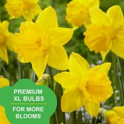 Vigoro 15/17 cm Premium XL Yellow Trumpet Daffodil Bulbs (Bag of 100) -KANTE Sales vigoro flower bulbs ecf 28 100 31 1000