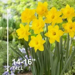 Vigoro 15/17 cm Premium XL Yellow Trumpet Daffodil Bulbs (Bag of 100) -KANTE Sales vigoro flower bulbs ecf 28 100 44 1000
