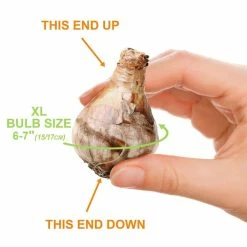 Vigoro 15/17 cm Premium XL Yellow Trumpet Daffodil Bulbs (Bag of 100) -KANTE Sales vigoro flower bulbs ecf 28 100 4f 1000