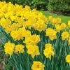 Vigoro 15/17 cm Premium XL Yellow Trumpet Daffodil Bulbs (Bag of 100) -KANTE Sales vigoro flower bulbs ecf 28 100 64 1000
