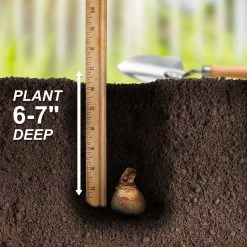 Vigoro 15/17 cm Premium XL Yellow Trumpet Daffodil Bulbs (Bag of 100) -KANTE Sales vigoro flower bulbs ecf 28 100 fa 1000