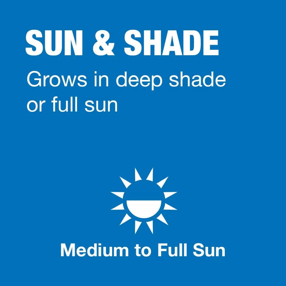 Vigoro 7 lbs. Sun and Shade Grass Seed Mix with Water Saver Seed Coating 6 Vigoro 7 lbs. Sun and Shade Grass Seed Mix with Water Saver Seed Coating - Image 4