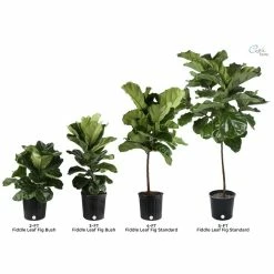 Vigoro 6 in. Little Fiddle Leaf Fig Indoor Plant in Small White Ribbed Plastic Decor Planter (2-Pack) -KANTE Sales vigoro indoor plants co 6fig 3 vi wh 1f 1000