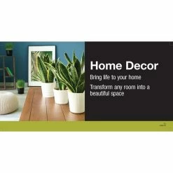 Vigoro 6 in. Little Fiddle Leaf Fig Indoor Plant in Small White Ribbed Plastic Decor Planter (2-Pack) -KANTE Sales vigoro indoor plants co 6fig 3 vi wh 40 1000