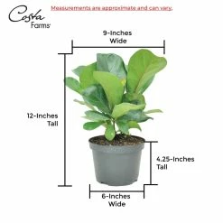 Vigoro 6 in. Little Fiddle Leaf Fig Indoor Plant in Small White Ribbed Plastic Decor Planter (2-Pack) -KANTE Sales vigoro indoor plants co 6fig 3 vi wh 44 1000