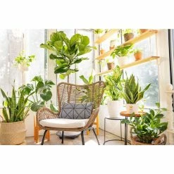 Vigoro 6 in. Little Fiddle Leaf Fig Indoor Plant in Small White Ribbed Plastic Decor Planter (2-Pack) -KANTE Sales vigoro indoor plants co 6fig 3 vi wh 4f 1000