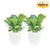 Vigoro 6 in. Little Fiddle Leaf Fig Indoor Plant in Small White Ribbed Plastic Decor Planter (2-Pack) -KANTE Sales vigoro indoor plants co 6fig 3 vi wh 64 1000