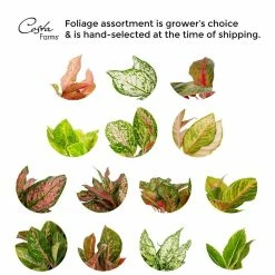Vigoro 6 in. Grower's Choice Aglaonema Chinese Evergreen Indoor Plant in Small White Ribbed Plastic Decor Planter (2-Pack) 17 Vigoro 6 in. Grower's Choice Aglaonema Chinese Evergreen Indoor Plant in Small White Ribbed Plastic Decor Planter (2-Pack) -KANTE Sales vigoro indoor plants co ags6 3 vi wh 44 1000