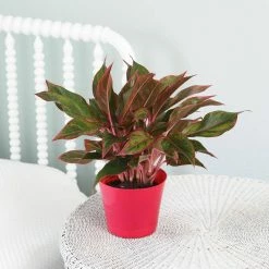 Vigoro 6 in. Grower's Choice Aglaonema Chinese Evergreen Indoor Plant in Small White Ribbed Plastic Decor Planter (2-Pack) 15 Vigoro 6 in. Grower's Choice Aglaonema Chinese Evergreen Indoor Plant in Small White Ribbed Plastic Decor Planter (2-Pack) -KANTE Sales vigoro indoor plants co ags6 3 vi wh 4f 1000
