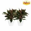 Vigoro 6 in. Grower's Choice Aglaonema Chinese Evergreen Indoor Plant in Small White Ribbed Plastic Decor Planter (2-Pack) -KANTE Sales vigoro indoor plants co ags6 3 vi wh 64 1000