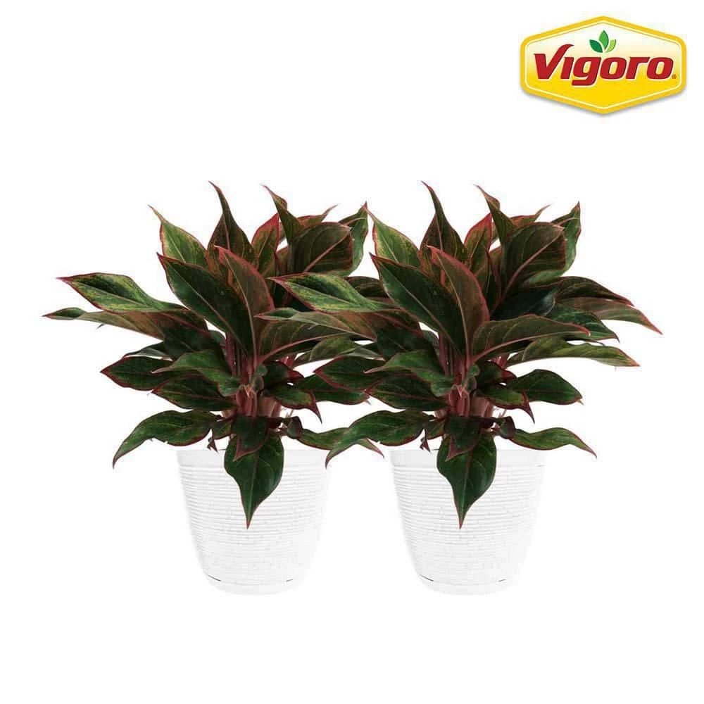 Vigoro 6 in. Grower's Choice Aglaonema Chinese Evergreen Indoor Plant in Small White Ribbed Plastic Decor Planter (2-Pack) 3 Vigoro 6 in. Grower's Choice Aglaonema Chinese Evergreen Indoor Plant in Small White Ribbed Plastic Decor Planter (2-Pack)