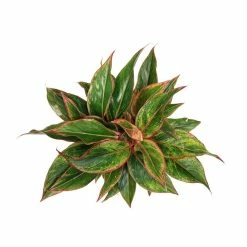 Vigoro 6 in. Grower's Choice Aglaonema Chinese Evergreen Indoor Plant in Small White Ribbed Plastic Decor Planter (2-Pack) 13 Vigoro 6 in. Grower's Choice Aglaonema Chinese Evergreen Indoor Plant in Small White Ribbed Plastic Decor Planter (2-Pack) -KANTE Sales vigoro indoor plants co ags6 3 vi wh a0 1000
