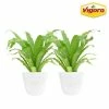 Vigoro 6 in. Bird's Nest Fern Indoor Plant in Small White Ribbed Plastic Decor Planter (2-Pack) -KANTE Sales vigoro indoor plants co brdf 3 vi wh 64 1000
