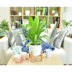 Vigoro 6 in. Bird's Nest Fern Indoor Plant in Small White Ribbed Plastic Decor Planter (2-Pack) -KANTE Sales vigoro indoor plants co brdf 3 vi wh c3 1000