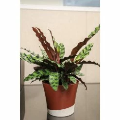 Vigoro 6 in. Grower's Choice Calathea Indoor Plant in Small White Ribbed Plastic Decor Planter (2-Pack) -KANTE Sales vigoro indoor plants co cal6 3 vi wh 77 1000
