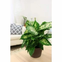 Vigoro 6 in. Dieffenbachia Indoor Plant in Small White Ribbed Plastic Decor Planter (2-Pack) -KANTE Sales vigoro indoor plants co dief 3 vi wh 1f 1000