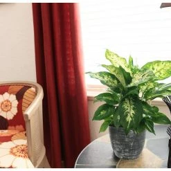 Vigoro 6 in. Dieffenbachia Indoor Plant in Small White Ribbed Plastic Decor Planter (2-Pack) -KANTE Sales vigoro indoor plants co dief 3 vi wh 4f 1000