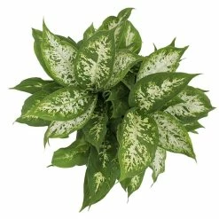 Vigoro 6 in. Dieffenbachia Indoor Plant in Small White Ribbed Plastic Decor Planter (2-Pack) -KANTE Sales vigoro indoor plants co dief 3 vi wh a0 1000