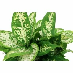 Vigoro 6 in. Dieffenbachia Indoor Plant in Small White Ribbed Plastic Decor Planter (2-Pack) -KANTE Sales vigoro indoor plants co dief 3 vi wh c3 1000