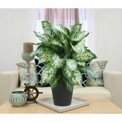 Vigoro 6 in. Dieffenbachia Indoor Plant in Small White Ribbed Plastic Decor Planter (2-Pack) -KANTE Sales vigoro indoor plants co dief 3 vi wh e1 1000