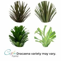 Vigoro 6 in. Grower's Choice Dracaena Indoor Plant in Small White Ribbed Plastic Decor Planter (2-Pack) -KANTE Sales vigoro indoor plants co jc06 3 vi wh 1f 1000