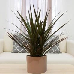 Vigoro 6 in. Grower's Choice Dracaena Indoor Plant in Small White Ribbed Plastic Decor Planter (2-Pack) -KANTE Sales vigoro indoor plants co jc06 3 vi wh 4f 1000