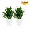 Vigoro 6 in. Grower's Choice Dracaena Indoor Plant in Small White Ribbed Plastic Decor Planter (2-Pack) -KANTE Sales vigoro indoor plants co jc06 3 vi wh 64 1000