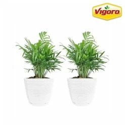 Vigoro 6 in. Neanthebella Palm Indoor Plant in Small White Ribbed Plastic Decor Planter (2-Pack)