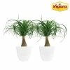 Vigoro 6 in. Ponytail Palm Indoor Plant in Small White Ribbed Plastic Decor Planter (2-Pack) -KANTE Sales vigoro indoor plants co pony 3 vi wh 64 1000