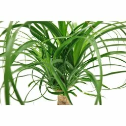 Vigoro 6 in. Ponytail Palm Indoor Plant in Small White Ribbed Plastic Decor Planter (2-Pack) 10 Vigoro 6 in. Ponytail Palm Indoor Plant in Small White Ribbed Plastic Decor Planter (2-Pack) -KANTE Sales vigoro indoor plants co pony 3 vi wh 77 1000