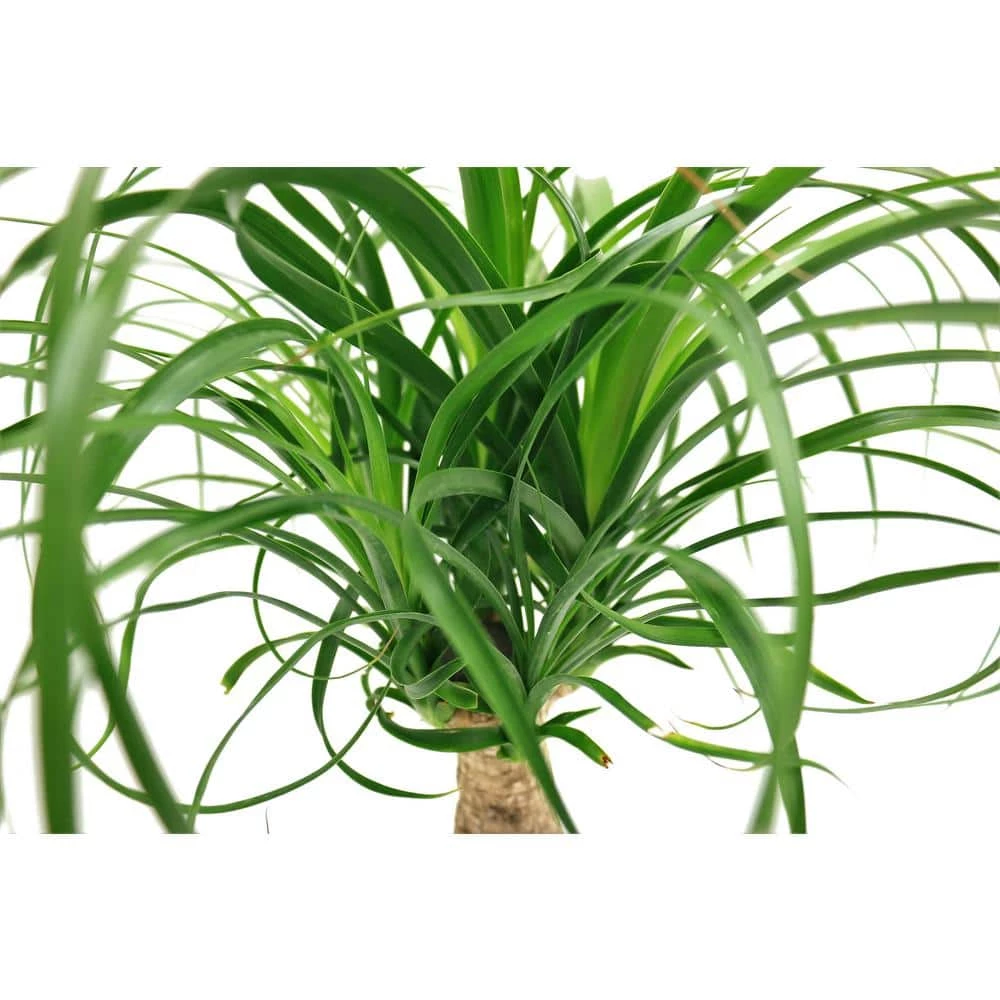 Vigoro 6 in. Ponytail Palm Indoor Plant in Small White Ribbed Plastic Decor Planter (2-Pack) 6 Vigoro 6 in. Ponytail Palm Indoor Plant in Small White Ribbed Plastic Decor Planter (2-Pack) - Image 4