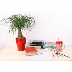 Vigoro 6 in. Ponytail Palm Indoor Plant in Small White Ribbed Plastic Decor Planter (2-Pack) 11 Vigoro 6 in. Ponytail Palm Indoor Plant in Small White Ribbed Plastic Decor Planter (2-Pack) -KANTE Sales vigoro indoor plants co pony 3 vi wh c3 1000