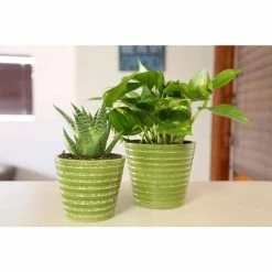 Vigoro 6 in. Golden Pothos Indoor Plant in Small White Ribbed Plastic Decor Planter (2-Pack) -KANTE Sales vigoro indoor plants co poth 3 vi wh 44 1000
