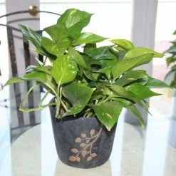 Vigoro 6 in. Golden Pothos Indoor Plant in Small White Ribbed Plastic Decor Planter (2-Pack) -KANTE Sales vigoro indoor plants co poth 3 vi wh 4f 1000