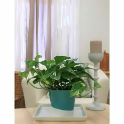 Vigoro 6 in. Golden Pothos Indoor Plant in Small White Ribbed Plastic Decor Planter (2-Pack) -KANTE Sales vigoro indoor plants co poth 3 vi wh fa 1000