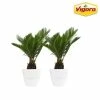 Vigoro 6 in. Sago Indoor Plant in Small White Ribbed Plastic Decor Planter (2-Pack) 1 Vigoro 6 in. Sago Indoor Plant in Small White Ribbed Plastic Decor Planter (2-Pack) -KANTE Sales vigoro indoor plants co sago 3 vi wh 64 1000