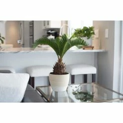 KANTE Sales -KANTE Sales vigoro indoor plants co sago 3 vi wh e1 1000