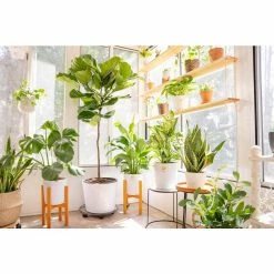 Vigoro 6 in. Grower's Choice Snake Plant (Sansevieria) in Small White Ribbed Plastic Decor Planter (2-Pack) -KANTE Sales vigoro indoor plants co sl07 3 vi wh 1f 1000