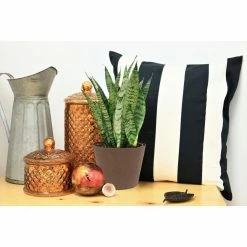 Vigoro 6 in. Grower's Choice Snake Plant (Sansevieria) in Small White Ribbed Plastic Decor Planter (2-Pack) -KANTE Sales vigoro indoor plants co sl07 3 vi wh 4f 1000