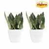Vigoro 6 in. Grower's Choice Snake Plant (Sansevieria) in Small White Ribbed Plastic Decor Planter (2-Pack) 2 Vigoro 6 in. Grower's Choice Snake Plant (Sansevieria) in Small White Ribbed Plastic Decor Planter (2-Pack) -KANTE Sales vigoro indoor plants co sl07 3 vi wh 64 1000